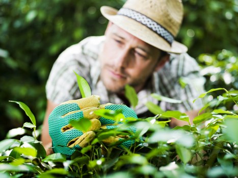 Worker using protective gear while trimming a tall hedge