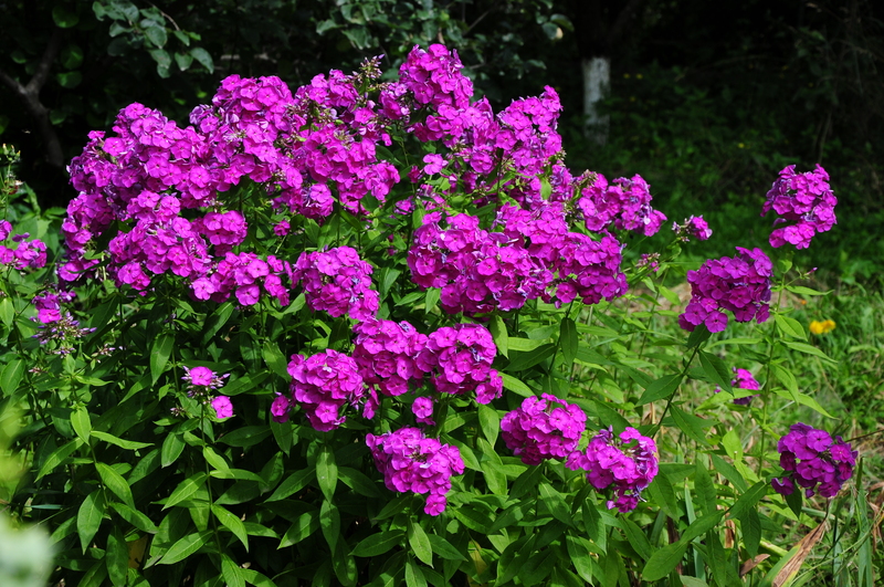 garden property